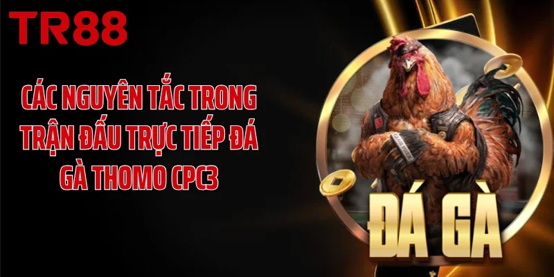 Các nguyên tắc trong trận đấu trực tiếp đá gà Thomo CPC3