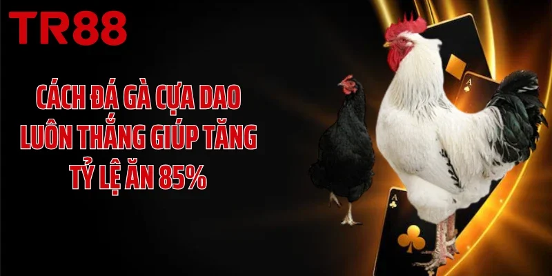 Cách Đá Gà Cựa Dao Luôn Thắng Giúp Tăng Tỷ Lệ Ăn 85%