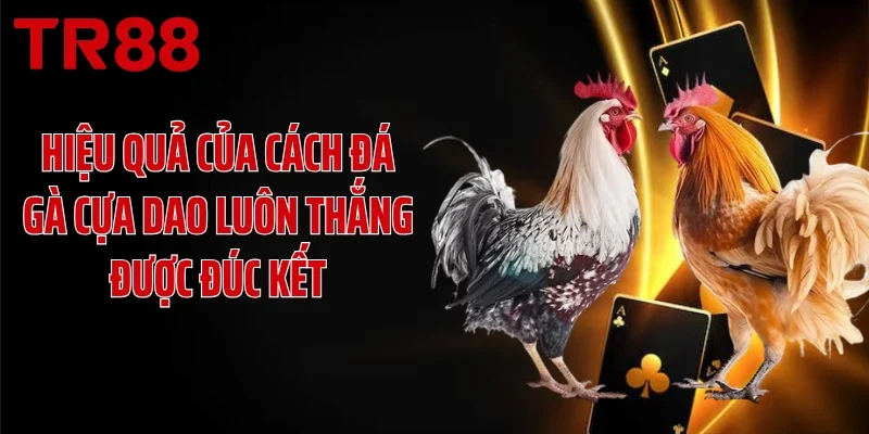 Hiệu quả của cách đá gà cựa dao luôn thắng được đúc kết